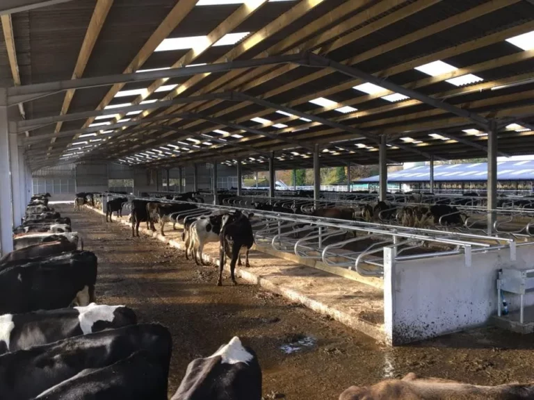 Milking or feeding barn with cows and skylights.