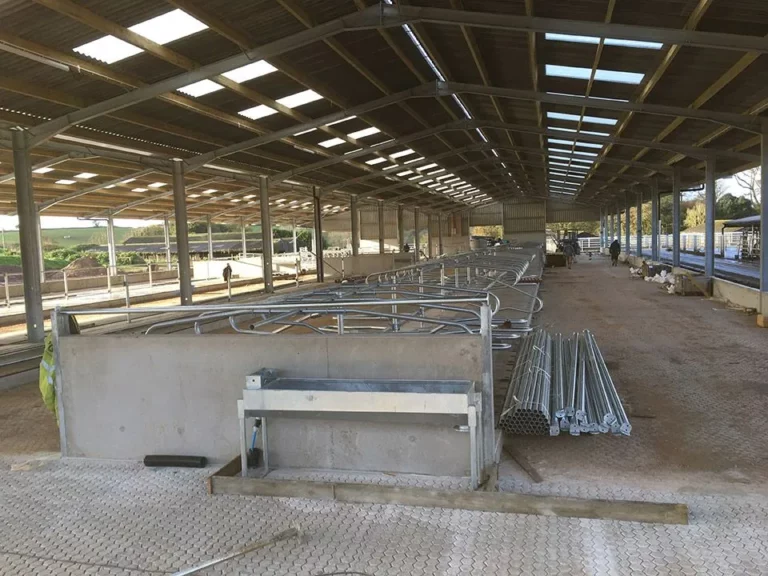 Interior view of metal-roofed livestock building with open floor plan.