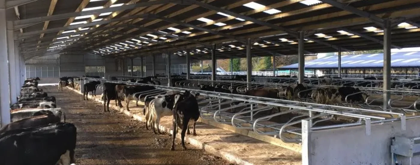 Milking or feeding barn with cows and skylights.